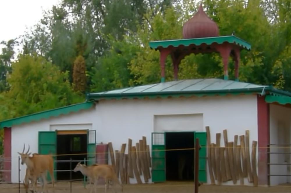 PRELEPA VEST STIŽE SA PALIĆA! 30 Subotičana su odmah potrčali da vide Lulu!