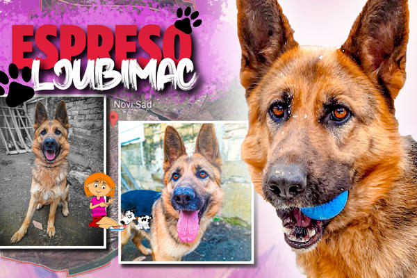 STANODAVKA ME ODVEZLA DO NJIVE I TAMO VEZALA PERTLAMA: Azra savetuje ljudima sa ljubimcima da pažljivo biraju dom