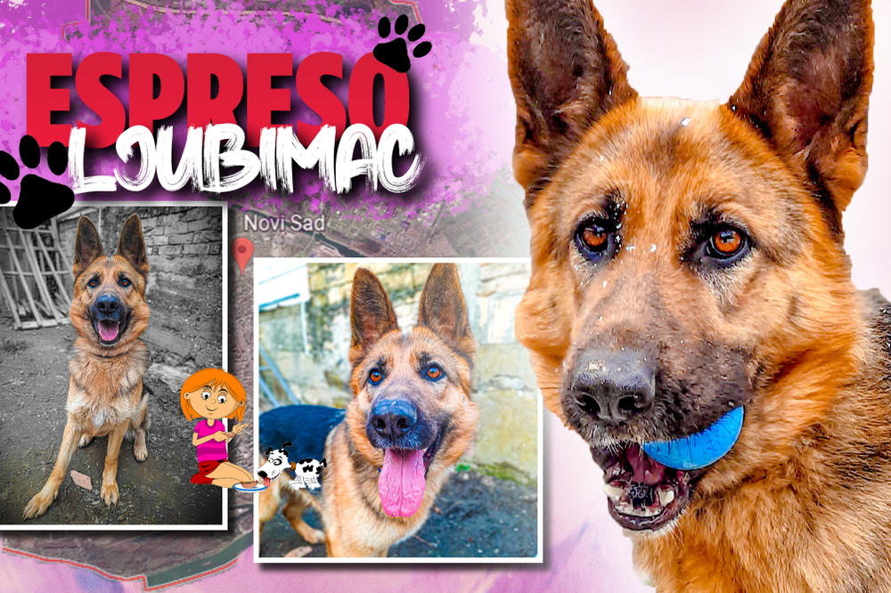 STANODAVKA ME ODVEZLA DO NJIVE I TAMO VEZALA PERTLAMA: Azra savetuje ljudima sa ljubimcima da pažljivo biraju dom