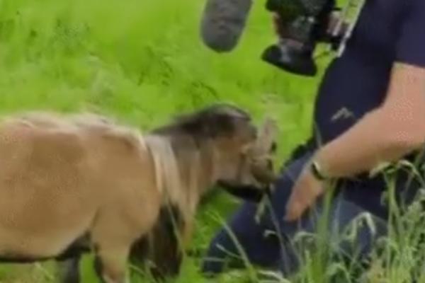 SNIMAO JE JARCA NA LIVADI: Sada se gorko kaje dok se previja u PAKLENIM BOLOVIMA! (VIDEO)