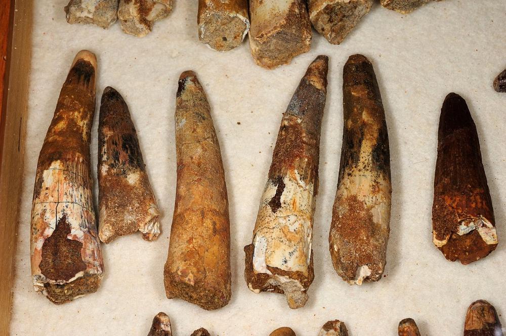 Fosilni ostaci dinosaurusa