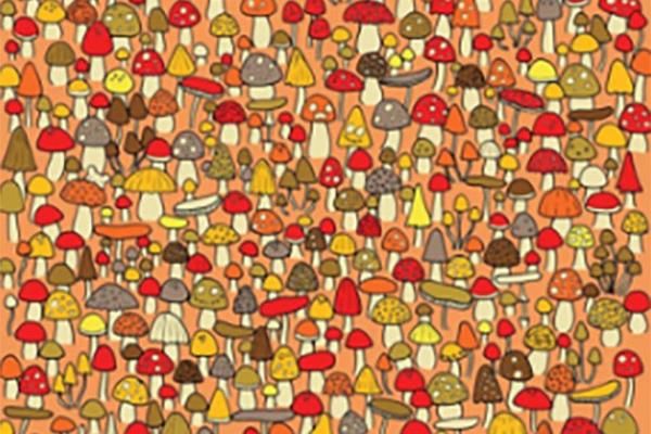 ZA DESET SEKUNDI PRONAĐITE MIŠA I BUDITE MEĐU 5 ODSTO NAJPAMETNIJIH: Možete li?