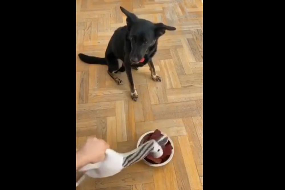 OVAJ PAS JE UPRAVO DOŽIVEO ŽIVOTNO PROSVETLJENJE! U momentu mu se SVE SRUŠILO, ostalo mu je samo jedno! (VIDEO)