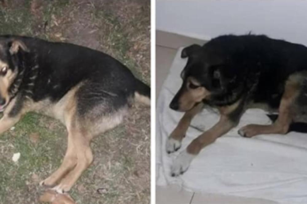 DŽEKI JE LOKALAC S ČUKARIČKE PADINE: Sad je nestao, da li ste ga videli? (FOTO)