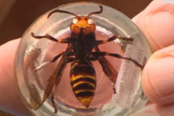 DŽINOVSKI STRŠLJENOVI PREPLAVILI AMERIKU, SADA JE SNIMLJENO ŠTA RADE: Pogledajte kako brutalno UBIJAJU MIŠA (VIDEO)