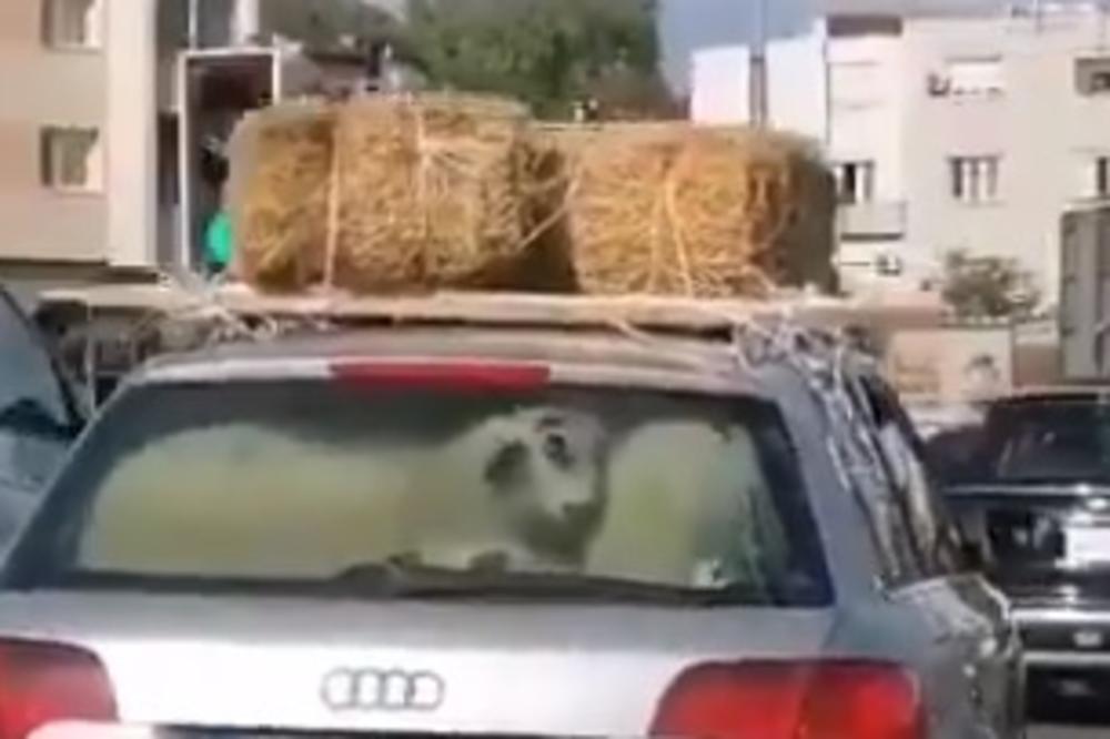 NEVEROVATNA SCENA U BEOGRADU! Prevozio ovce u gepeku, nećete verovati koliko ih je stalo u audi! (VIDEO)