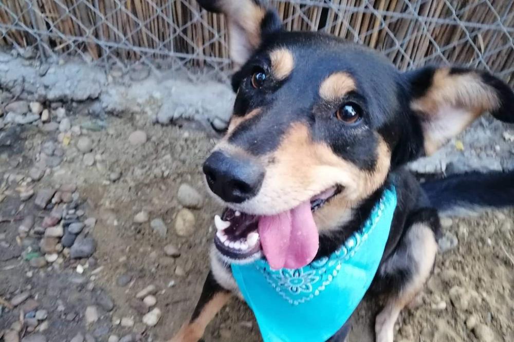 NJENA NJUŠKICA JE MEKA, POGLED JOJ JE MIO: Pomozite Mili da nađe topli dom (FOTO)