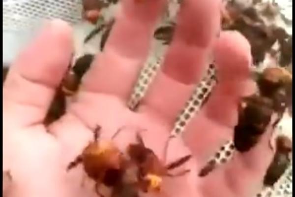 STRŠLJEN UBIO MUŠKARCA (33) U HRVATSKOJ! Nije mu bilo SPASA