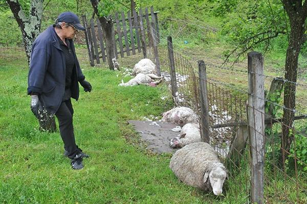 KRVAVI PIR PASA LUTALICA U SELU KOD KRALJEVA: Preklali stado ovaca, ŠTETA JE OGROMNA