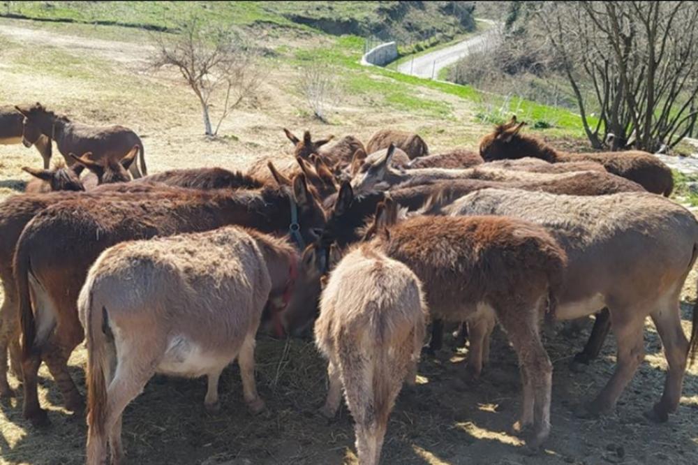 DARKO JE NAPRAVIO FARMU ZA KOJU SU ČULI ŠIROM SVETA: Jedina je takva u zemlji, a jedan detalj je svima upao u oči