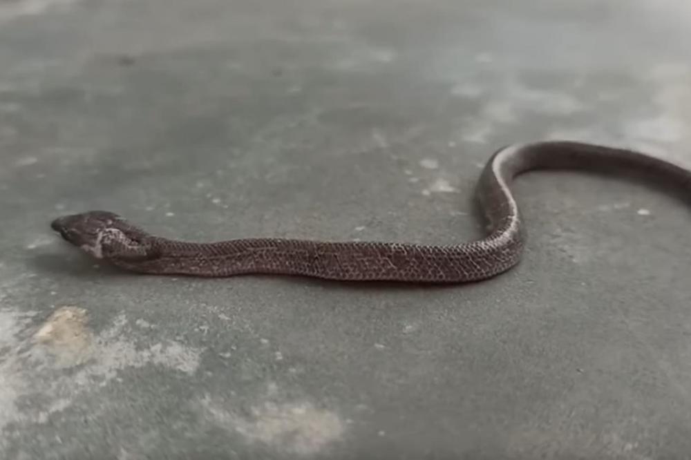 OVO SU NAJSMRTONOSNIJE ZMIJE OTROVNICE U BEOGRADU: Ako ih prepoznate BEŽITE što dalje, UJEDAJU u sekundi