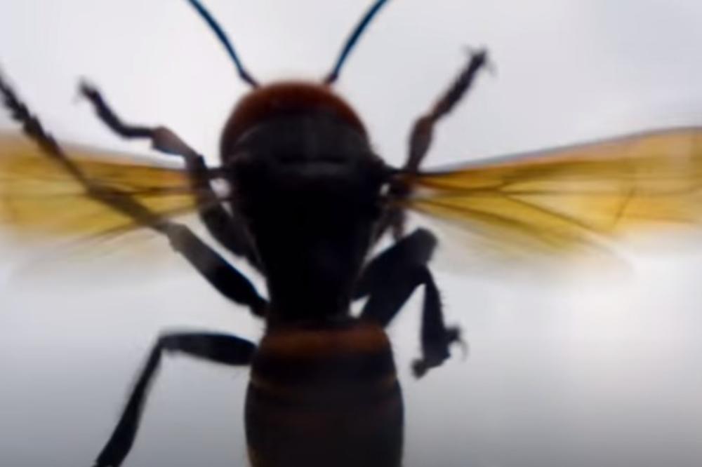 I DŽINOVSKI STRŠLJEN UBICA IMA SVOG NEPRIJATELJA: Groznog insekta pojelo nešto JOŠ GORE (VIDEO)