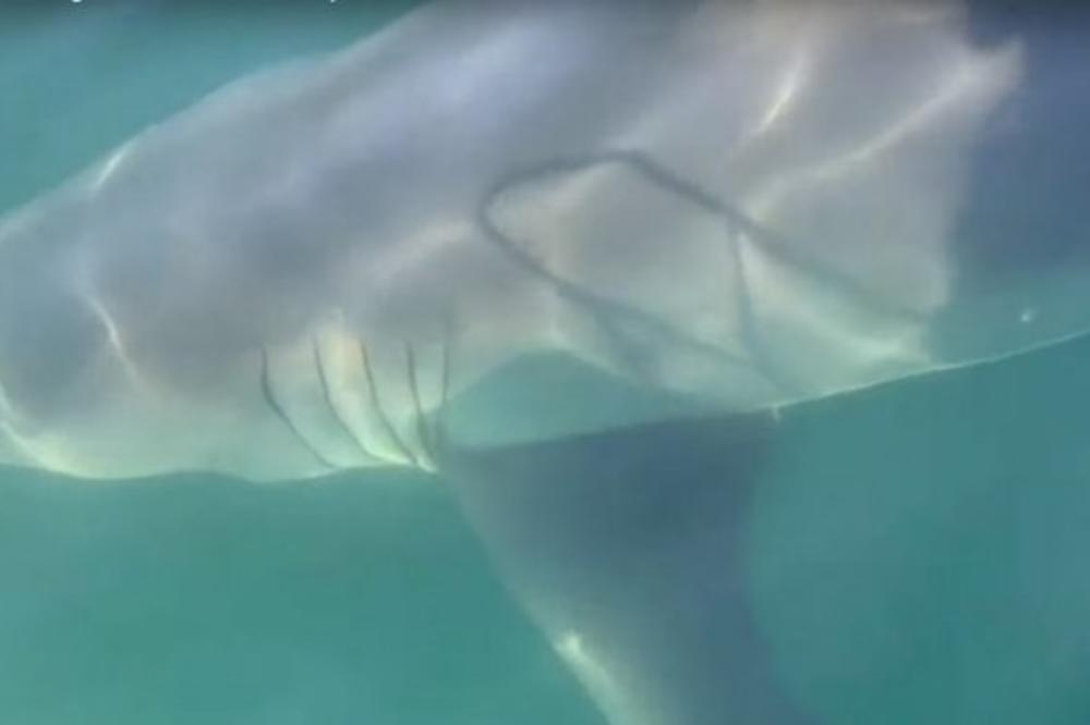 BIOLOZI U NEVERICI, KAKVO ČUDOVIŠTE JE OVO URADILO? Pronađena tela VELIKIH BELIH AJKULA kojima su izvađene JETRE!