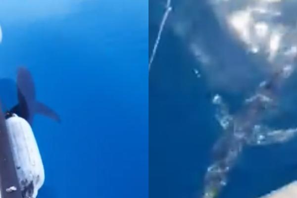 NA 5 KILOMETARA OD CRNOGORSKE OBALE SNIMLJENA AJKULA OD TRI METRA: Ovaj video ledi krv u žilama!