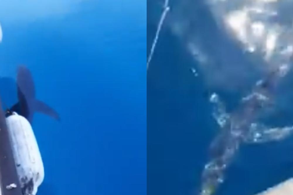 NA 5 KILOMETARA OD CRNOGORSKE OBALE SNIMLJENA AJKULA OD TRI METRA: Ovaj video ledi krv u žilama!