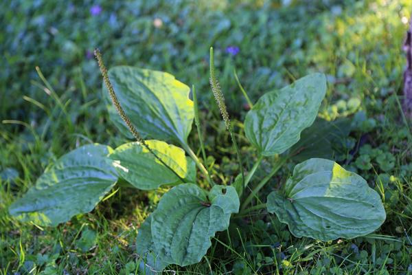 AKO VAM OVA BILJKA IZRASTE U DVORIŠTU, NE ČUPAJTE JE: Listovi leče rane i ujede, odlična je za želudac i probavu!