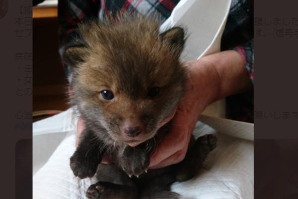 OBJAVIO SLIKE ŠTENETA KOJE JE NAŠAO NA ULICI, KOMENTARI GA ŠOKIRALI: To nije pas! (FOTO)