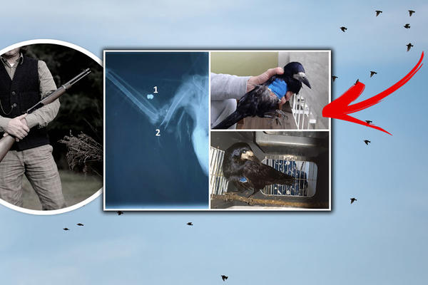 NA NOVOM BEOGRADU NEKO PUCA NA PTICE IZ VAZDUŠNE PUŠKE! Ima mrtvih, ovo je HOROR (FOTO)