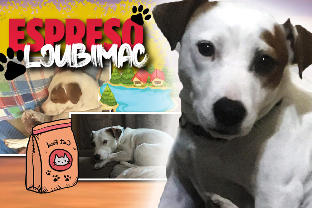 MISLIM DA SAM JEDINI PAS KOJI JE SAM SEBI DAO IME: Izi sebe ne smatra ljubimcem, već ravnopravnim članom porodice