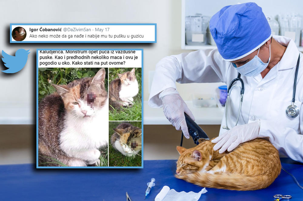 MONSTRUM IZ KALUĐERICE PUCA NA MAČKE IZ VAZDUŠNE PUŠKE: Ukoliko ga vidite, obavezno ga prijavite! (FOTO)