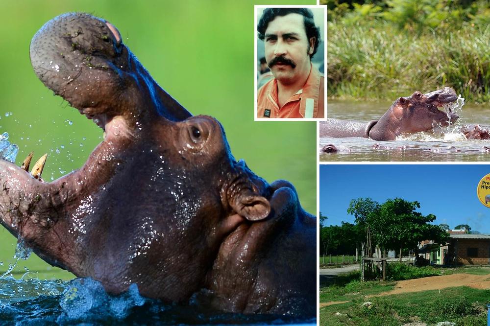 ESKOBAR I NAKON SMRTI PRAVI HAOS U KOLUMBIJI: Ove životinje koje je doveo iz Afrike divljaju i ruše sve pred sobom!