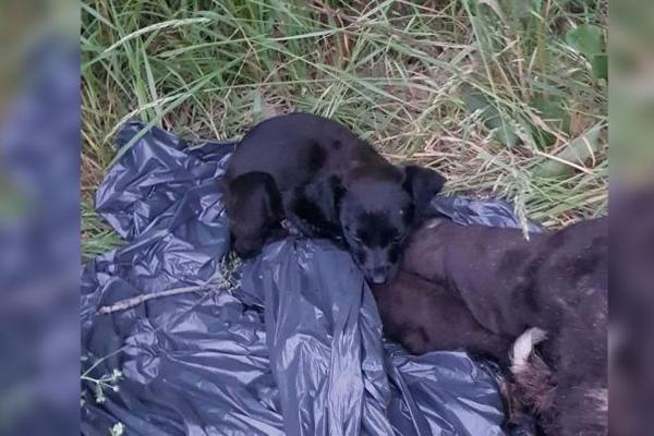 SLAVICA UGLEDALA UŽASNU SCENU KRAJ PUTA: Da li moguće da je neko ovo uradio? Kad je prijavila sve, desio se SKANDAL