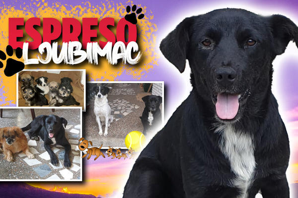 MOJI VLASNICI SU PRONAŠLI JOŠ ŠEST BAČENIH KUČIĆA, A ONDA SE DESILO ČUDO: Canina porodična priča je zaista posebna