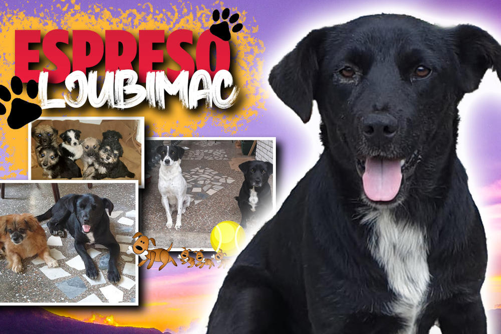 MOJI VLASNICI SU PRONAŠLI JOŠ ŠEST BAČENIH KUČIĆA, A ONDA SE DESILO ČUDO: Canina porodična priča je zaista posebna