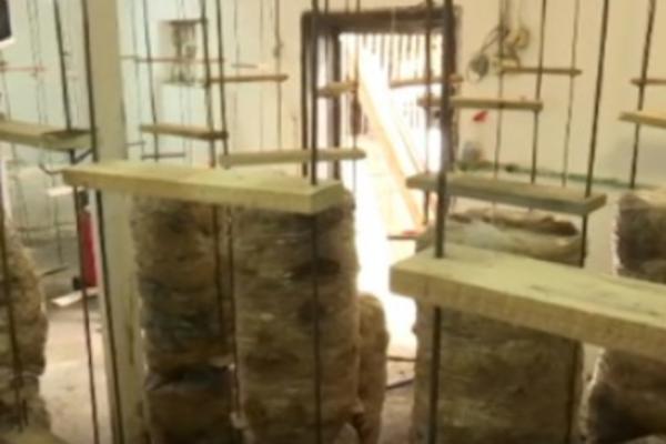 UZGAJANJE OVE BILJKE U SRBIJI MOŽE DA VAM DONESE OZBILJNE PARE! Tražnja je sve veća!