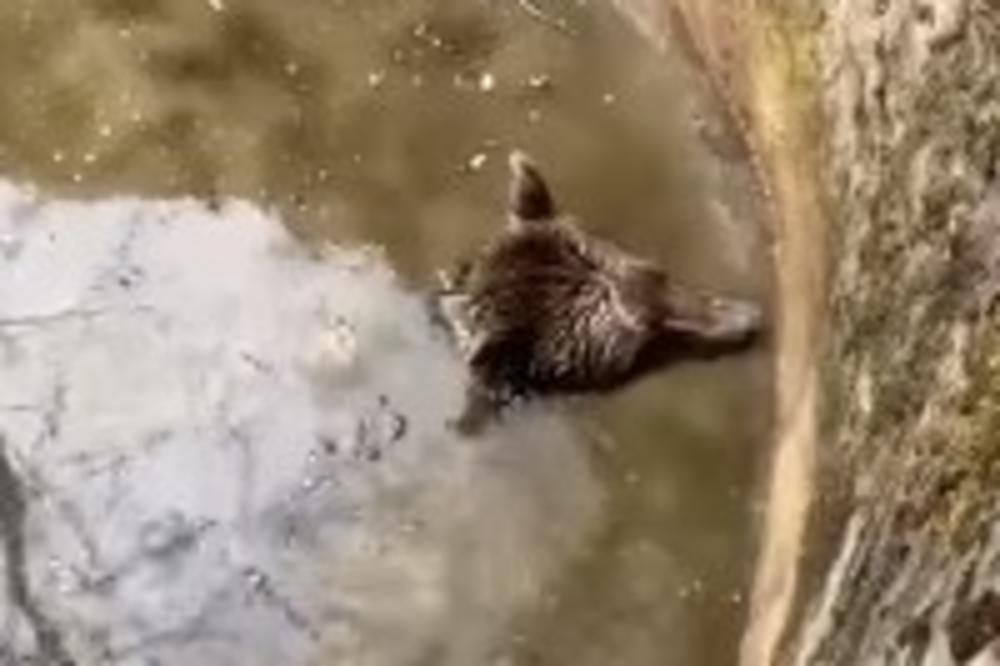 BOSANCI SPASILI MEDA: Nesrećna životinja upala u bunar, meštani ga OVAKO izvukli (VIDEO)