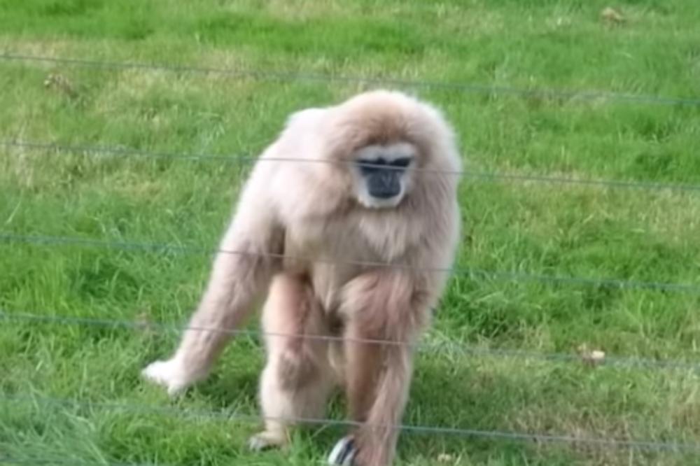 OVAJ MAJMUN JE POTPUNO ODLEPIO KAD JE VIDEO JEŽA! Mora da je mislio da su 5G i satanisti nešto podmetnuli! (VIDEO)