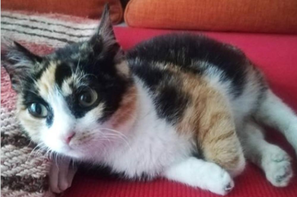 MAČENCE SA POSEBNIM POTREBAMA TRAŽI DOM: Na ovaj apel NIKO NE MOŽE DA OSTANE RAVNODUŠAN (FOTO)