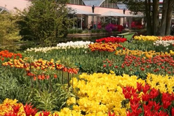 ZBOG KORONE U HOLANDIJI OVAJ POSAO PROPADA: Zato u Srbiji BUKVALNO CVETA