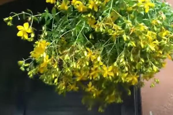 ZA OVIH 6 BILJAKA KAŽU DA IMAJU MAGIČNA SVOJSTVA: Za jednu se veruje da brani oženjene muškarce od drugih žena