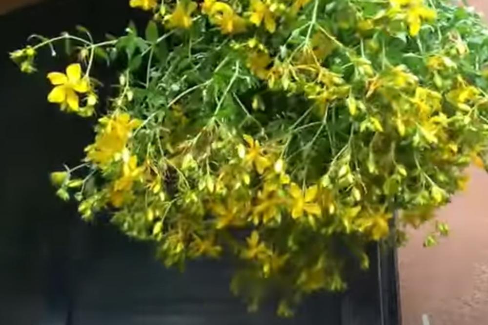 ZA OVIH 6 BILJAKA KAŽU DA IMAJU MAGIČNA SVOJSTVA: Za jednu se veruje da brani oženjene muškarce od drugih žena