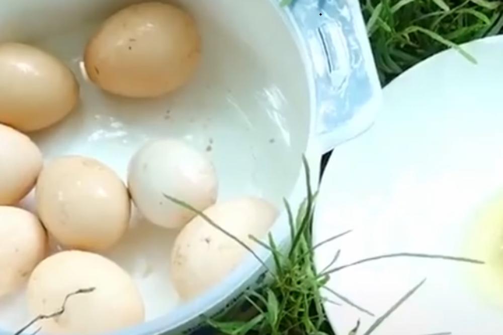 OVA KOKA JE ČUDO: Kad budete videli kakva jaja nosi, pašćete u nesvest! (VIDEO)
