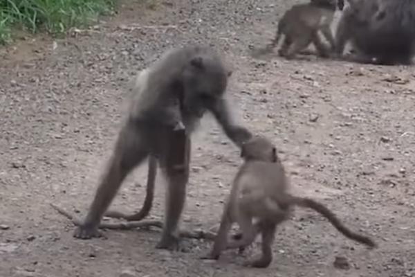 MAJMUNI SE POTUKLI OKO FLAŠE PIVA! Snimak je zabavan samo na PRVI POGLED - jedan DETALJ je ipak PRETUŽAN! (VIDEO)