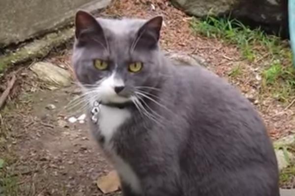 UKOLIKO VAM MAČKA DOĐE PRED PRAG I NE ŽELI DA ODE, TO IMA ZNAČENJE: Nešto od OVOGA može da vam se DESI