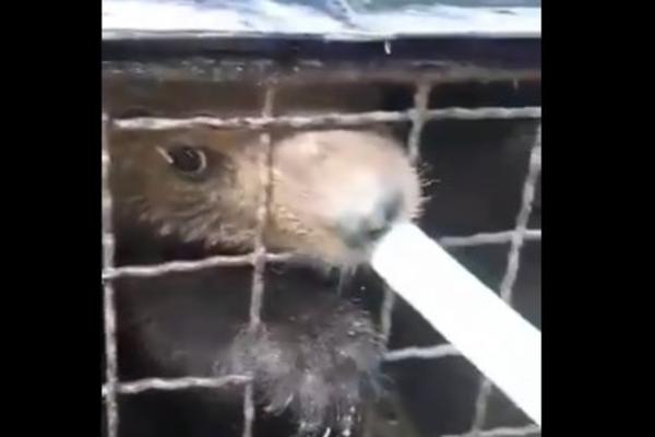 U KAMENOLOMU NAŠLI MEČKU U TEŠKOM STANJU, SA MLADUNCIMA: Akcija spašavanja i dalje traje! (FOTO)