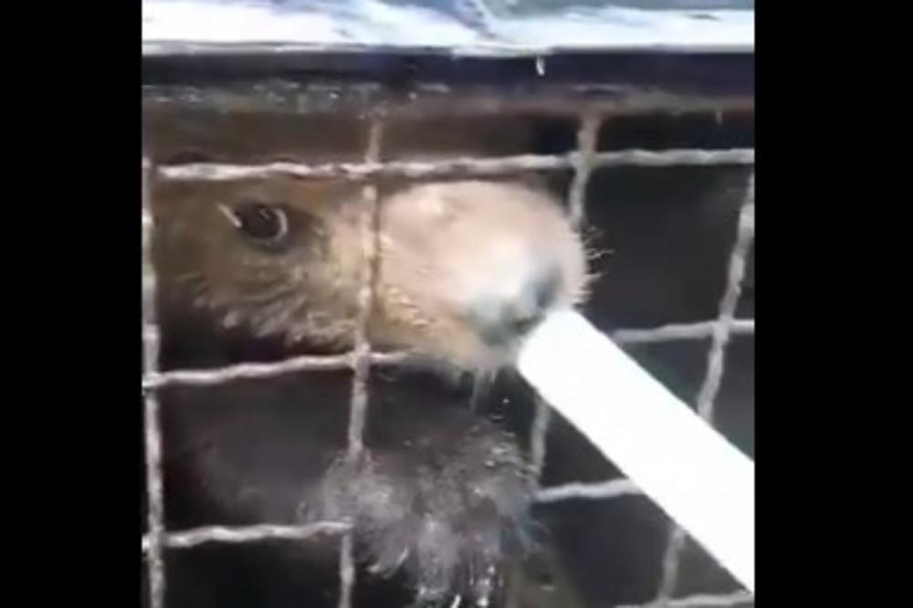 U KAMENOLOMU NAŠLI MEČKU U TEŠKOM STANJU, SA MLADUNCIMA: Akcija spašavanja i dalje traje! (FOTO)