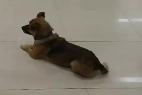 NAJTUŽNIJA PRIČA O KORONI: Pas je tri meseca stalno dolazio u bolnicu - lekari se slomili kada su saznali čiji je!