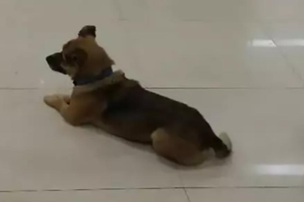 NAJTUŽNIJA PRIČA O KORONI: Pas je tri meseca stalno dolazio u bolnicu - lekari se slomili kada su saznali čiji je!