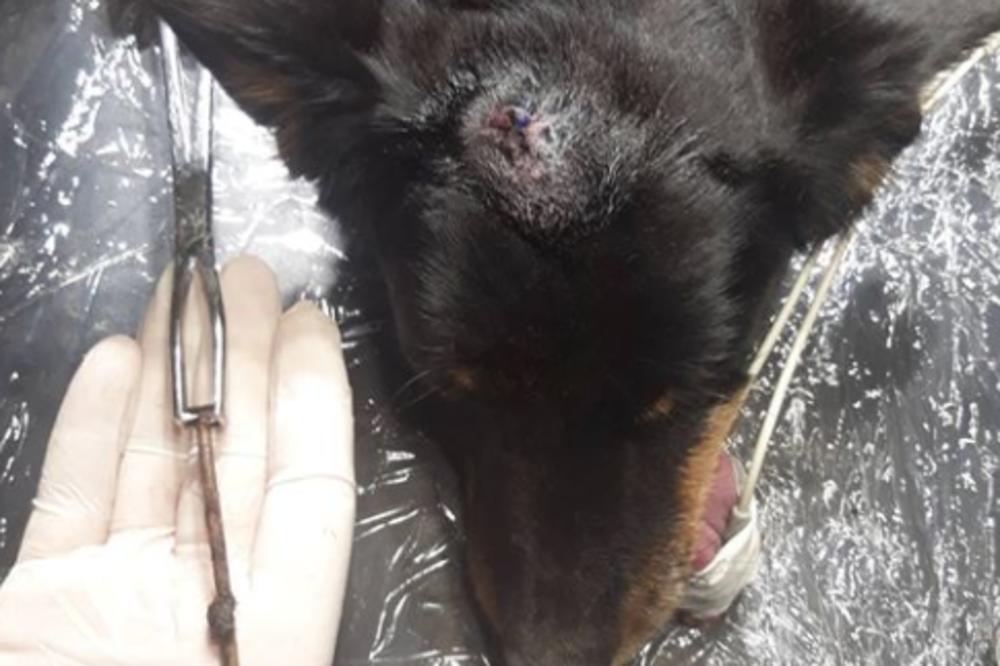 TUGA! Preminula Kaja, pas kojem je dečak (12) zakucao ekser u glavu: Njen poslednji snimak će vas RASPLAKATI
