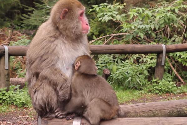NEMA VIŠE PIPANJA MAJMUNA! Gibraltar zabranio turistima svaki kontakt