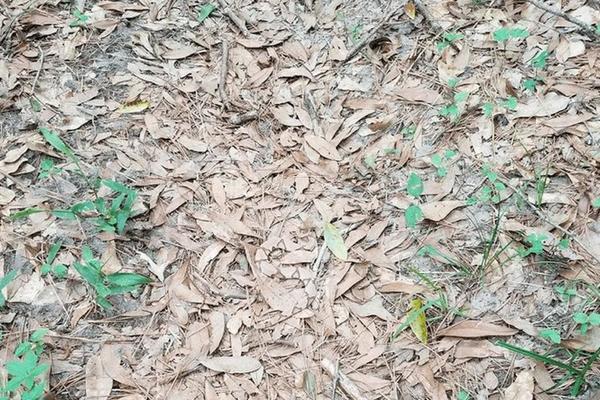 U GOMILI LIŠĆA KRIJE SE NEŠTO JAKO OPASNO: Mnogi odustanu od potrage, da li vi možete da uočite šta je to? (FOTO)