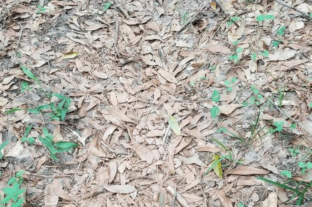 U GOMILI LIŠĆA KRIJE SE NEŠTO JAKO OPASNO: Mnogi odustanu od potrage, da li vi možete da uočite šta je to? (FOTO)