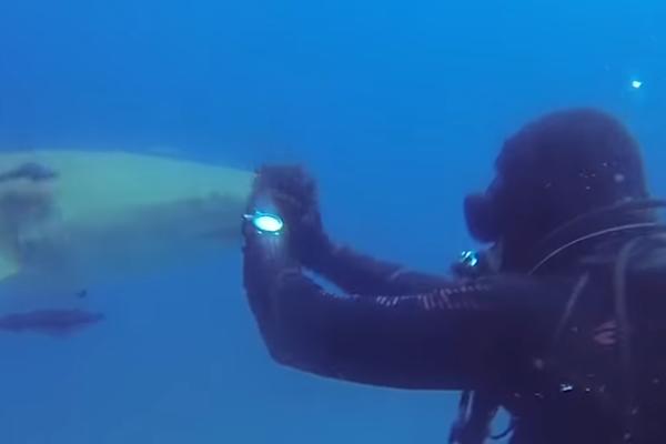 DRUGA STRANA SMRTONOSNIH ČELJUSTI! Čovek spasio ajkuli život, a morska neman je uradila OVO! (VIDEO)