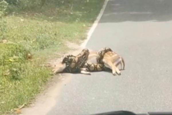 ČINILO SE DA SRNI NEMA SPASA: Oko nje se omotao džinovski PITON, ali je uspela da POBEGNE - pogledajte kako (VIDEO)