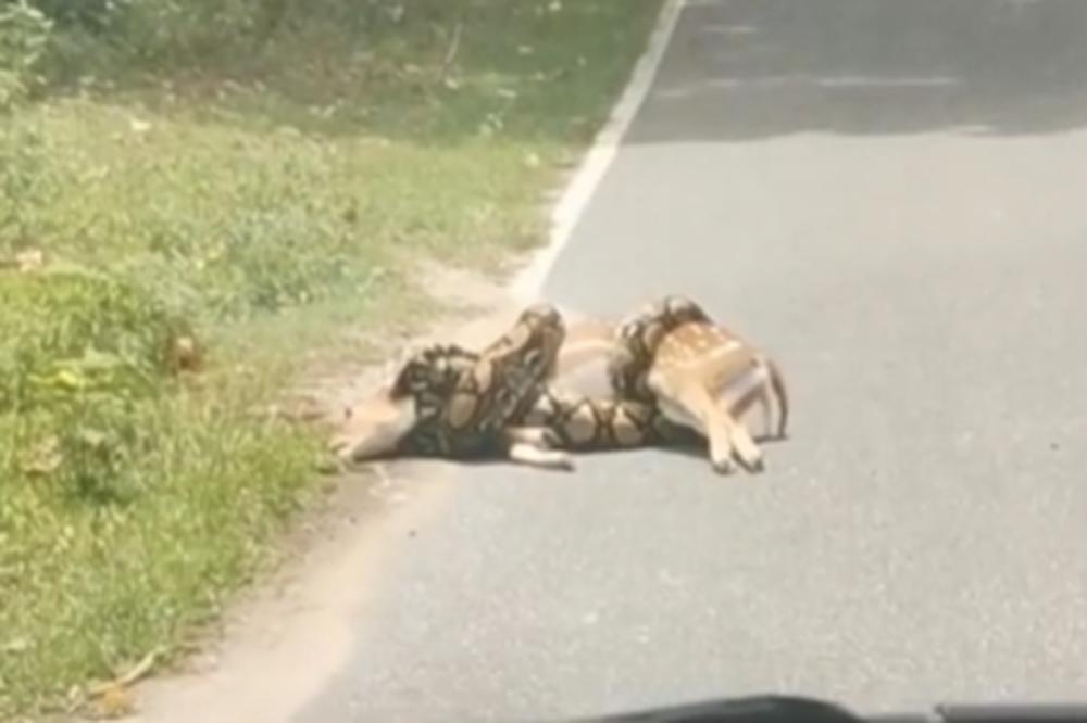 ČINILO SE DA SRNI NEMA SPASA: Oko nje se omotao džinovski PITON, ali je uspela da POBEGNE - pogledajte kako (VIDEO)