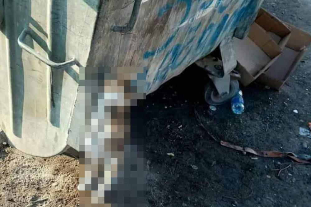 HOROR U ŠAPCU, KOJI MONTRUM JE MOGAO OVO DA URADI? Mačka obešena na kontejner, ljudi u NEVERICI (FOTO)